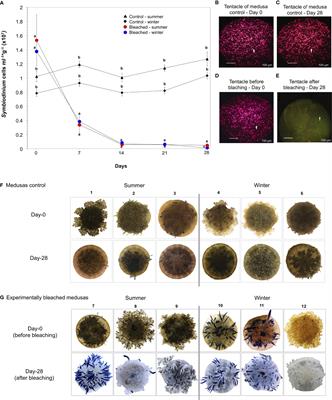 Changes in the Bacterial Community Associated With Experimental Symbiont Loss in the Mucus Layer of Cassiopea xamachana Jellyfish